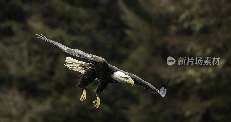 白头鹰(Haliaeetus leucocephalus)是一种发现于北美的猛禽。位于查塔姆海峡巴拉诺夫岛卡斯尼库湾的隐藏瀑布。阿拉斯加。